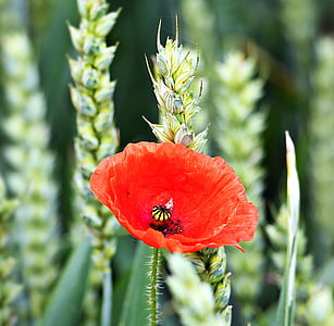 macro photography of red flower thumbnail