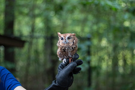 person holding owl thumbnail