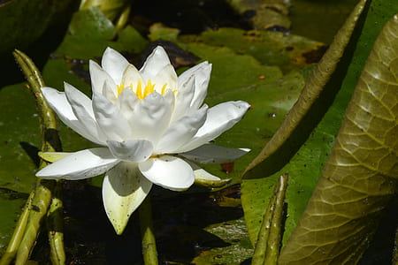 white lotus flower on body of water thumbnail
