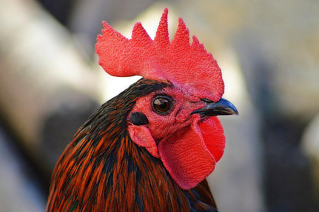 selective focus photography of rooster thumbnail