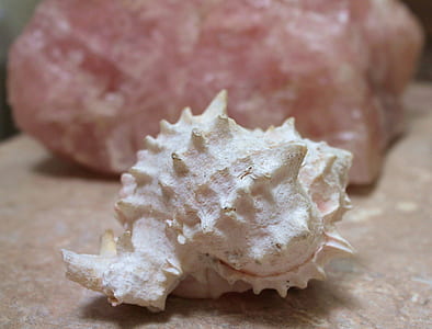 white shell thumbnail