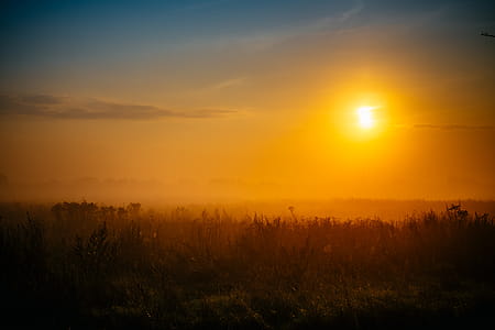Silhouette Photography of Grass Field thumbnail