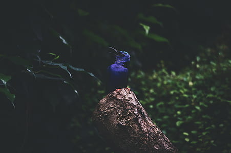 purple bird perched on wooden branch thumbnail