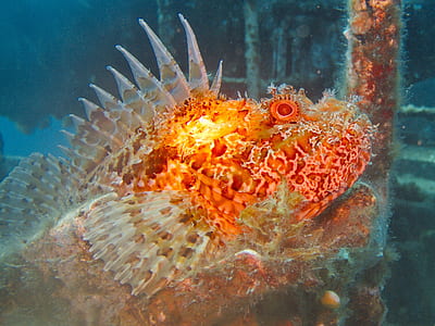 brown and gray frog fish thumbnail