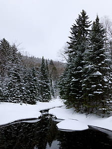 trees covered with snow near body of water thumbnail
