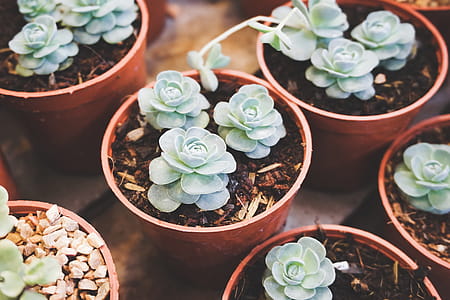 Green Succulent Flowers on Pot thumbnail