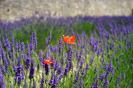 red poppy flower and purple lavender flowers thumbnail