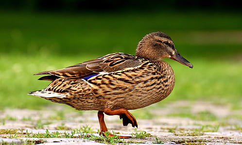 shallow focus photo of brown duck thumbnail