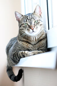 close up photo of brown tabby cat on window thumbnail