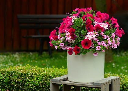 pink and white petaled flowers thumbnail