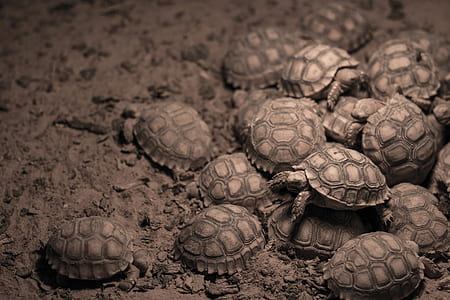 gray turtle on sand thumbnail
