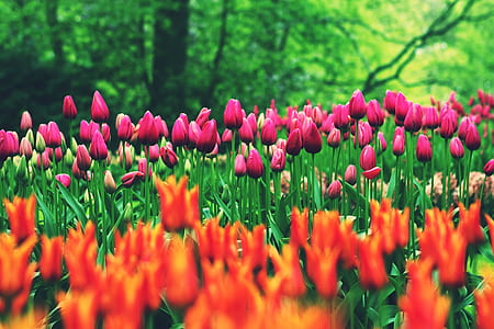 pink and orange tulip flowers on outdoors thumbnail