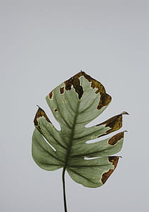 withered green philodendron leaf close up photo thumbnail
