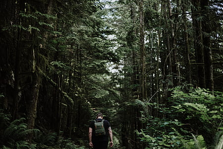 man walking inside the forest thumbnail
