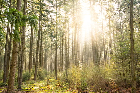green trees at daytime thumbnail