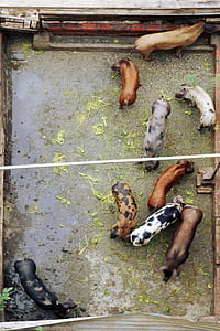 herd of pigs thumbnail