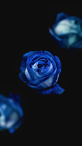 selective focus blue roses thumbnail