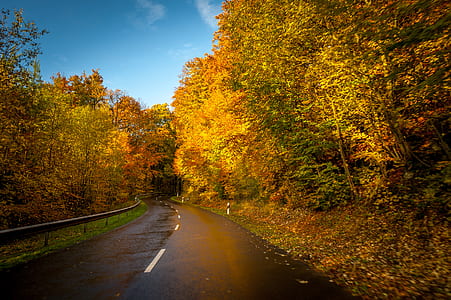 empty asphalt road in between brown trees under blue sky at daytime thumbnail