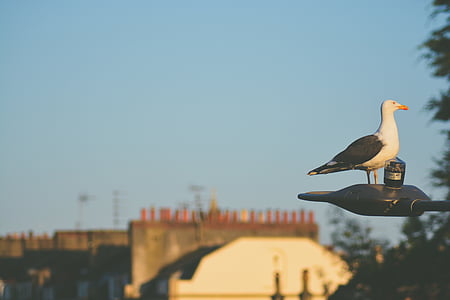 white and black bird on black outdoor light post thumbnail