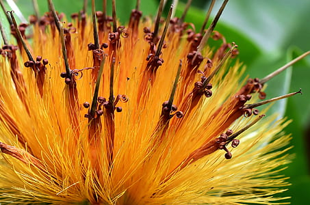 close up photography of flower thumbnail