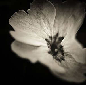 grayscale photogrpahy of multi petaled flower thumbnail