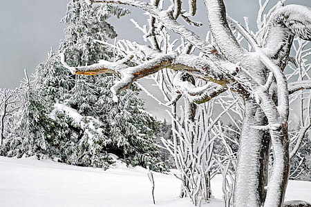 white and brown tree illustration thumbnail