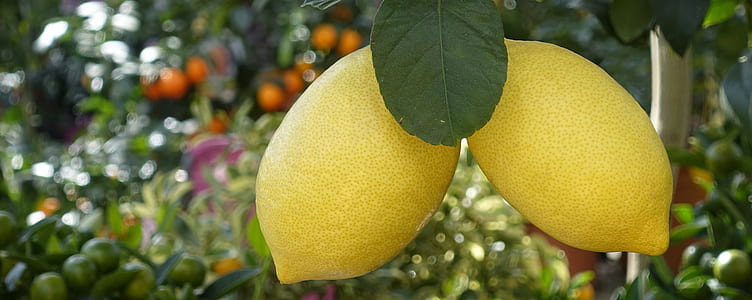 two yellow lemon fruit close-up photo thumbnail