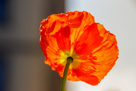 selective focus photography of orange poppy flower thumbnail