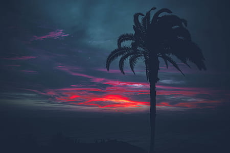 silhouette photo of coconut tree thumbnail