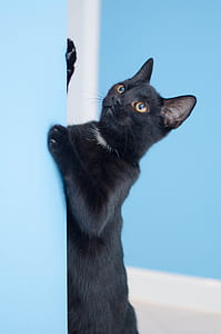 bombay cat lying on teal surface thumbnail