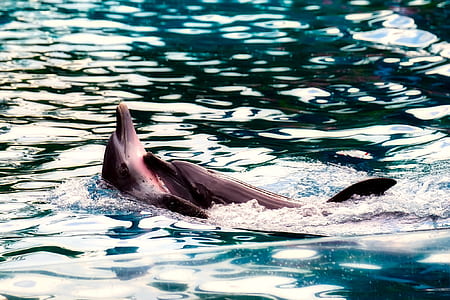 photo of dolphin in water thumbnail