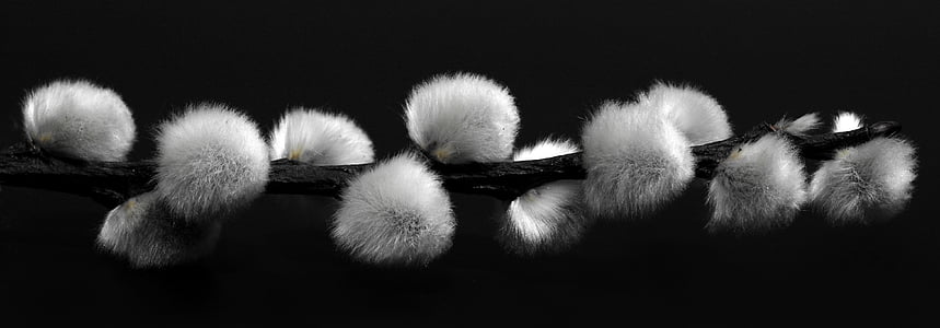 pussy willow, pasture, black and white, fluffy thumbnail