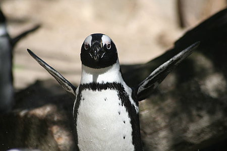 black and white penguin flapping it's flippers close-up photography thumbnail