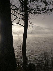 silhouette photography of tree thumbnail
