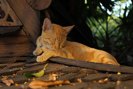 orange cat sleeping thumbnail