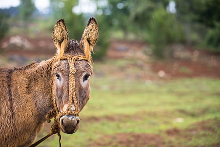 selective focus photography of brown donkey standing on green grass during daytimew thumbnail