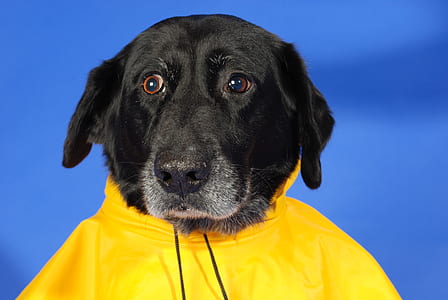 adult black Labrador retriever showing yellow top thumbnail