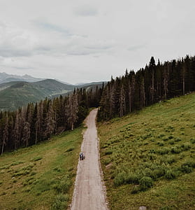 pathway through trees thumbnail