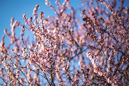 Pink spring flowers thumbnail