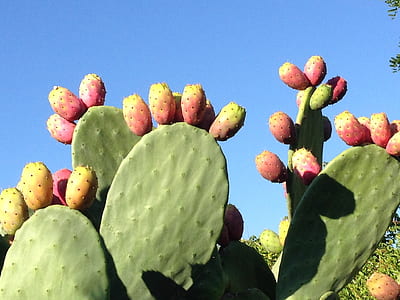 green cactus photo thumbnail