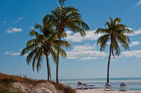 three green palm trees thumbnail