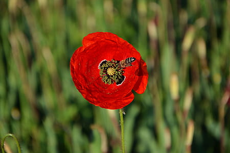 close-up photo of honey bee perched on red flower thumbnail