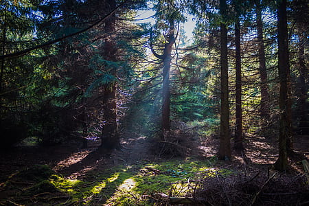 green trees thumbnail