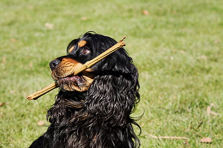 Gordon setter puppy on grass field thumbnail