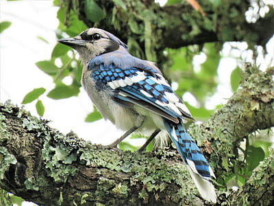 blue and white bird perching on tree branch thumbnail