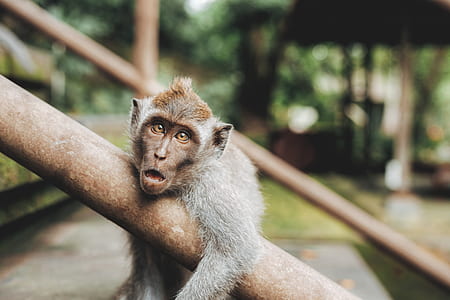 brown monkey leaning on stair baluster during daytime thumbnail