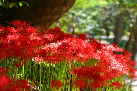 shallow focus photography of red flowers thumbnail