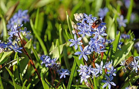 blue and white petaled flowers thumbnail