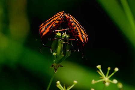 Italian bug stripes perching on green leaf selective focus photography thumbnail