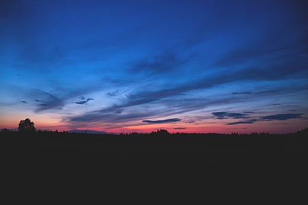 silhouette of trees during golden hour thumbnail